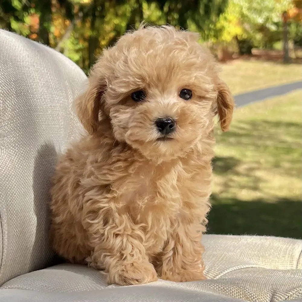 Bella the toy poodle